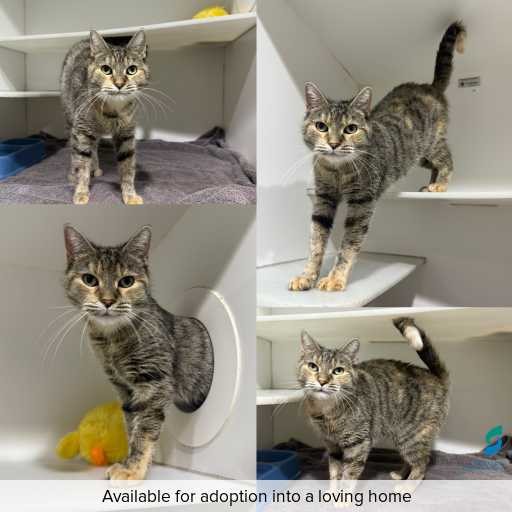 Photo of this cat.