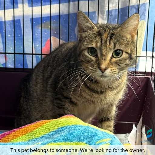 Photo of this cat.