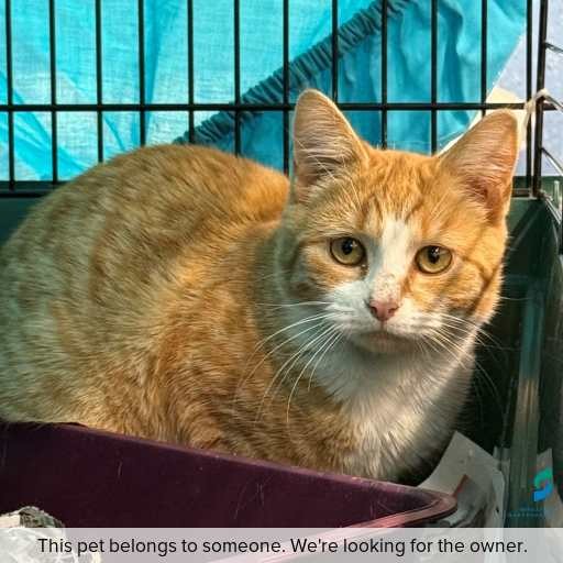 Photo of this cat.