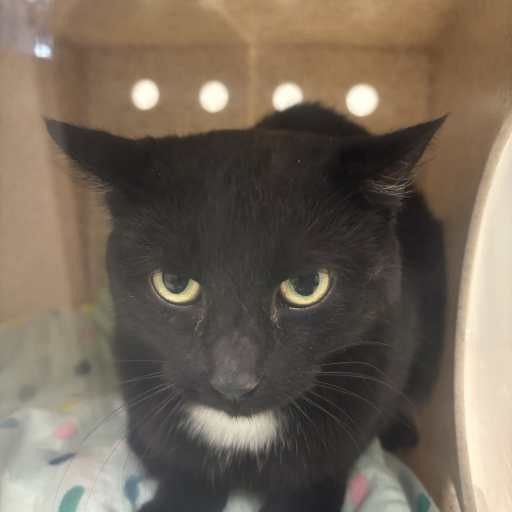 Photo of this cat.