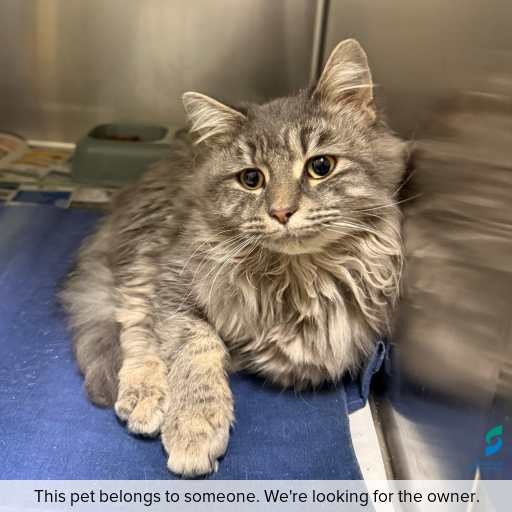 Photo of this cat.