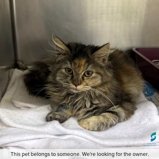 Photo of this cat.