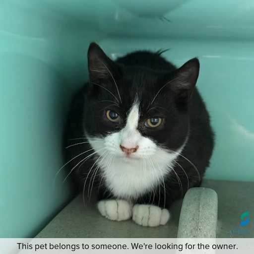 Photo of this cat.