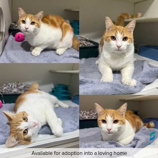 Photo of cat with ID of : C250503.