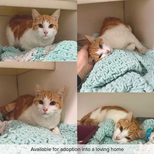 Photo of this cat.