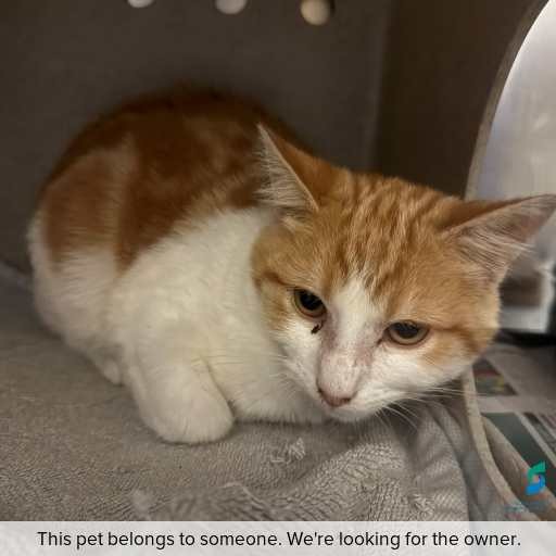 Photo of this cat.