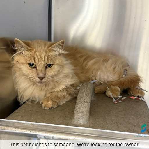 Photo of this cat.