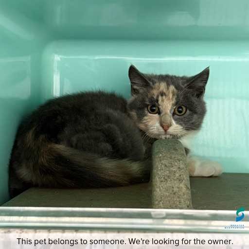 Photo of this cat.