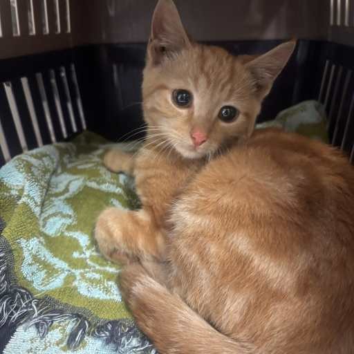 Photo of this cat.