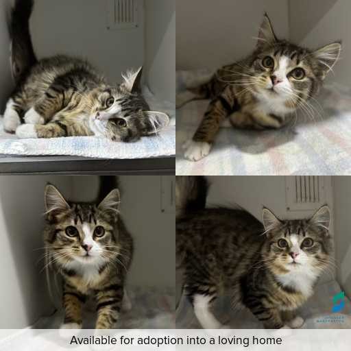 ID: C250522 Photo of this cat.