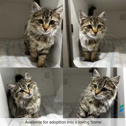ID: C250526 Photo of this cat.