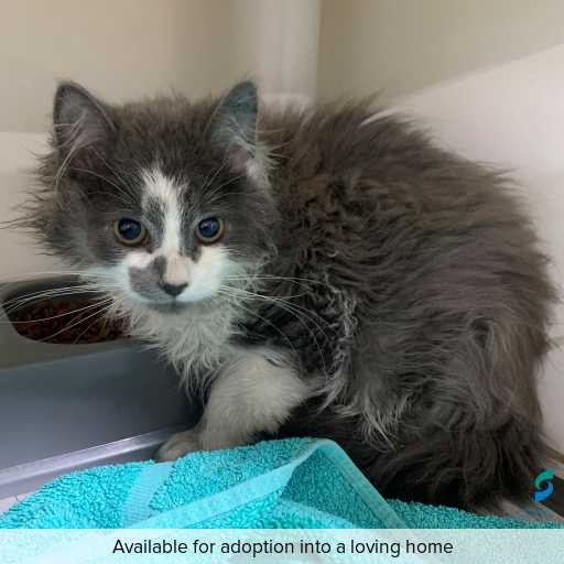 Photo of this cat.