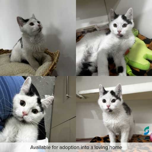 Photo of this cat.