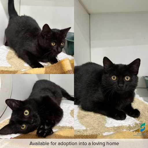 ID: C250556 Photo of this cat.