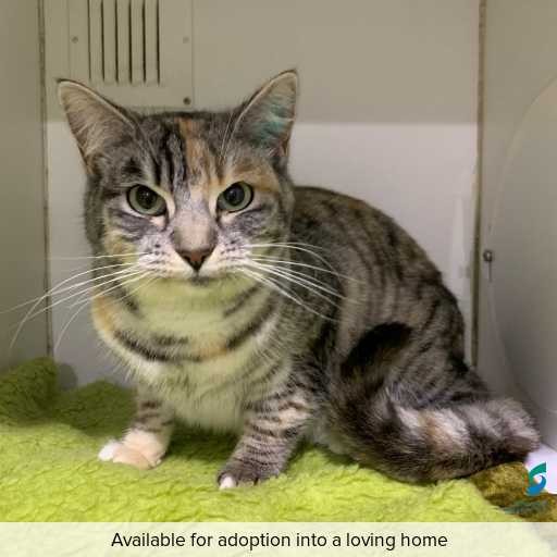 Photo of this cat.