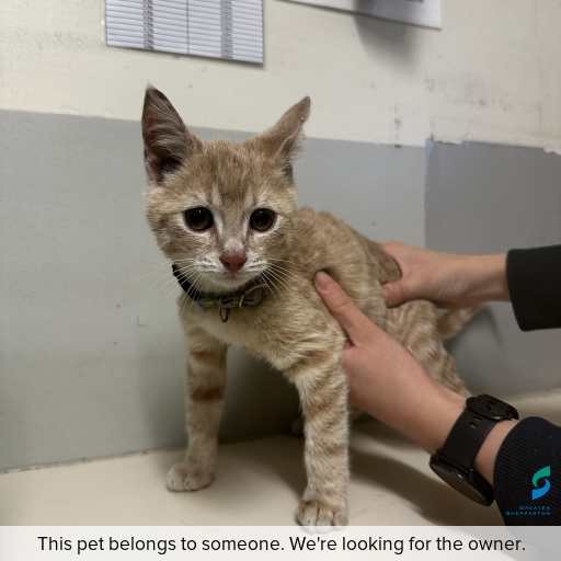 Photo of this cat.