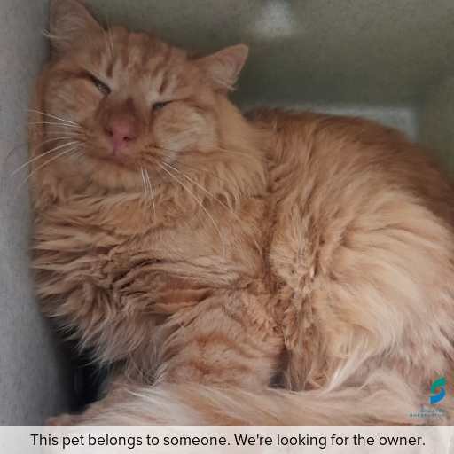 Photo of this cat.