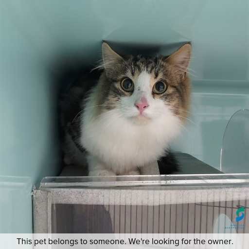 Photo of this cat.