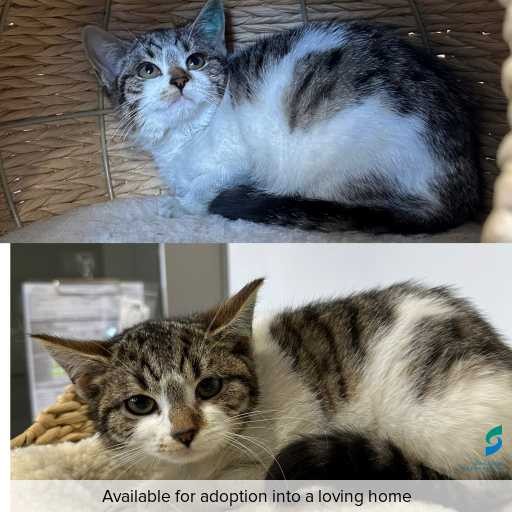 Photo of this cat.