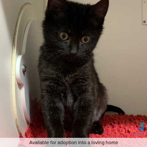 Photo of this cat.