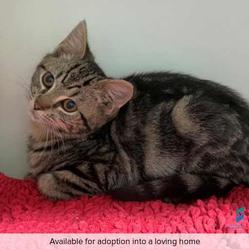 Photo of this cat.