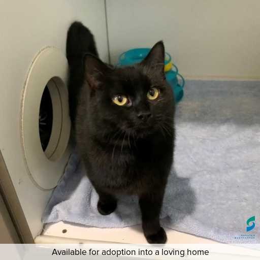 Photo of this cat.