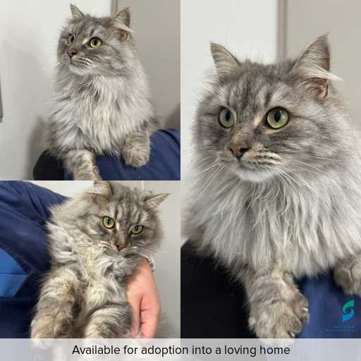 Photo of this cat.