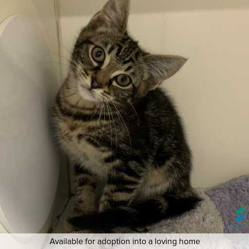 Photo of this cat.