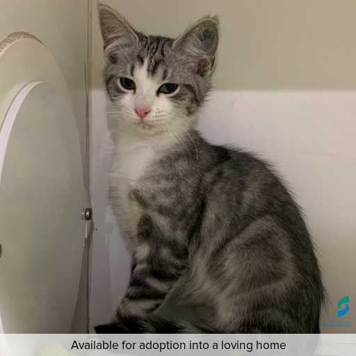 ID: C250577 Photo of this cat.
