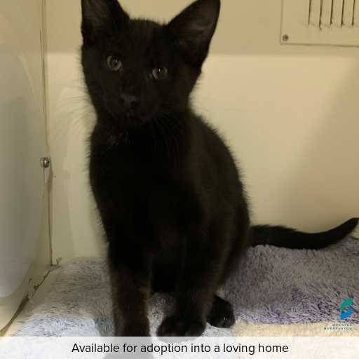 Photo of this cat.