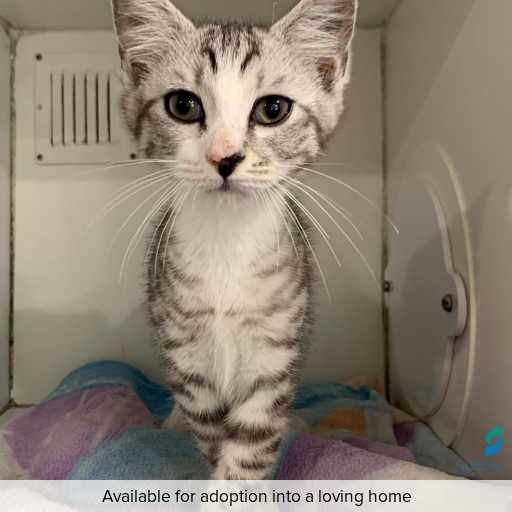 Photo of this cat.