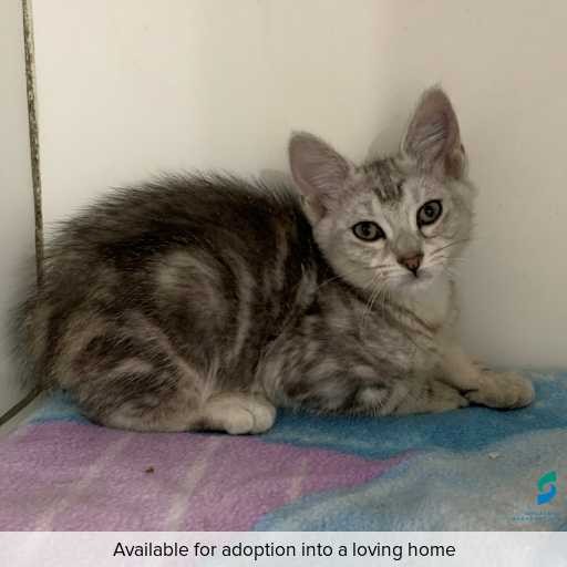 ID: C250582 Photo of this cat.