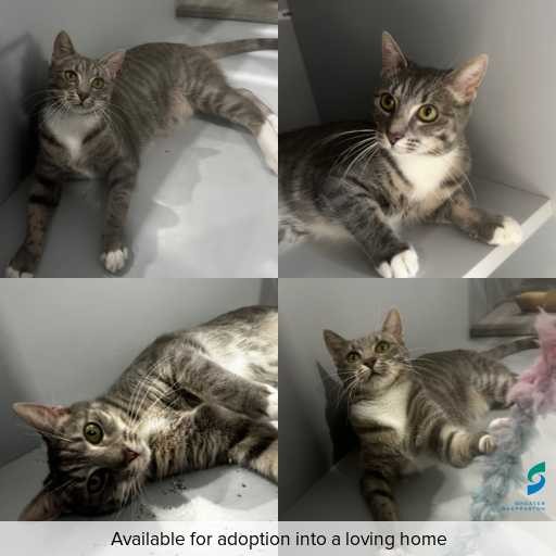 Photo of cat with ID of : C250584.
