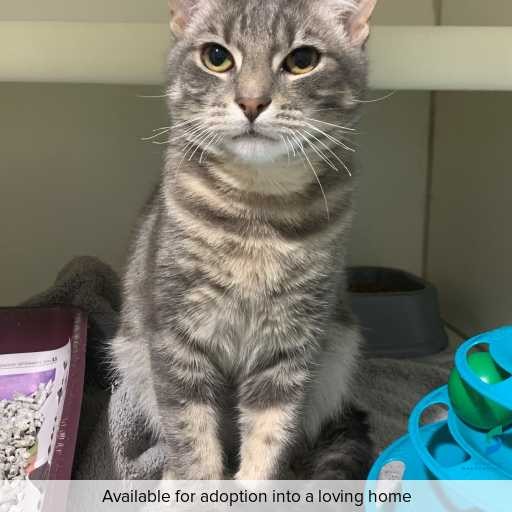 Photo of this cat.