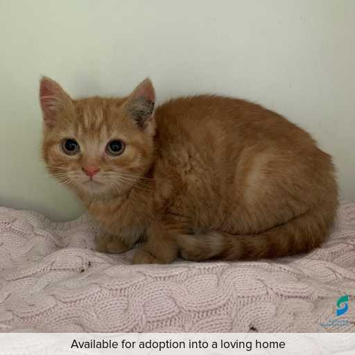 ID: C250587 Photo of this cat.