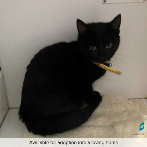 Photo of this cat.