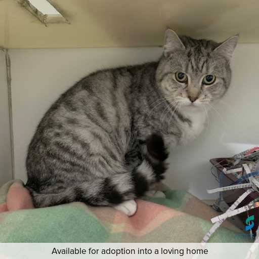 Photo of this cat.