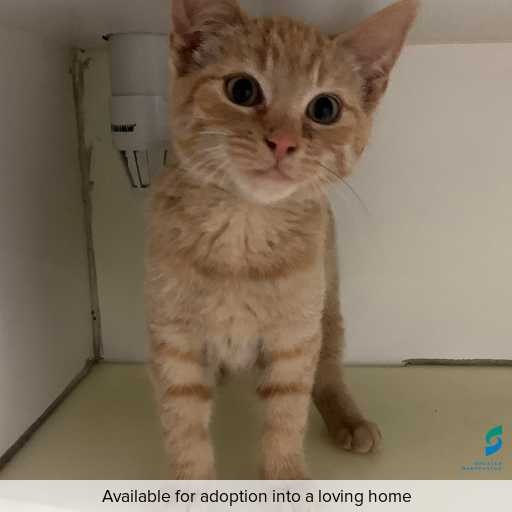 Photo of this cat.