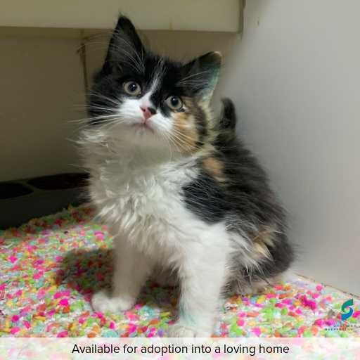 ID: C250611 Photo of this cat.