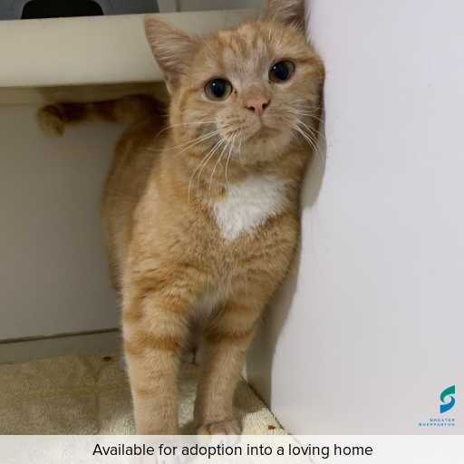 Photo of this cat.