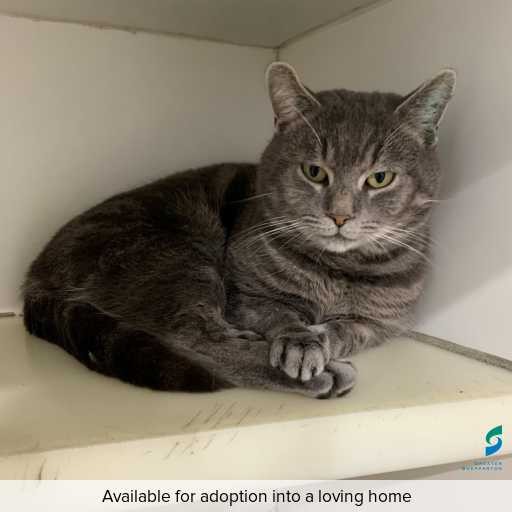 Photo of this cat.