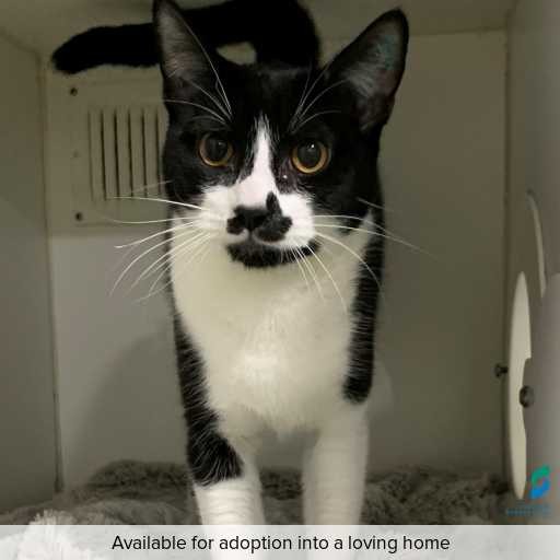 Photo of this cat.