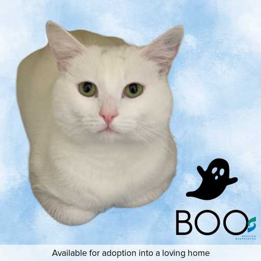 Photo of this cat.