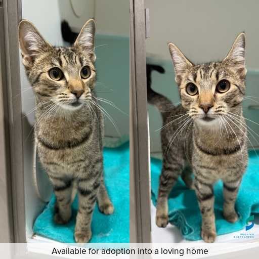 Photo of cat with ID of : C250631.