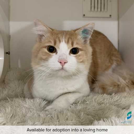 Photo of this cat.