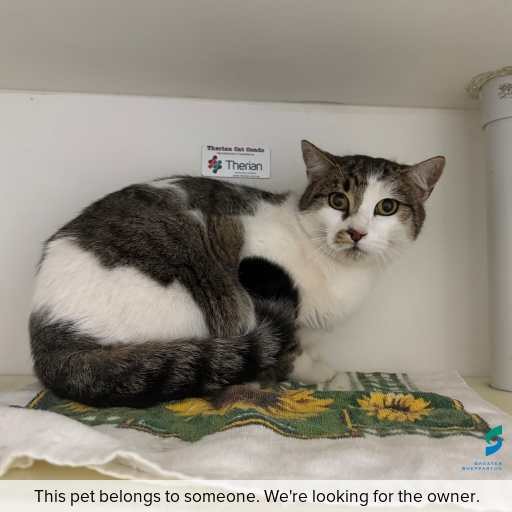 Photo of this cat.