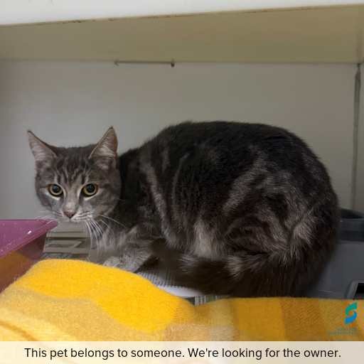 Photo of this cat.