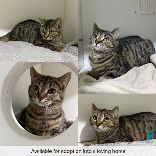 Photo of cat with ID of : C250642.