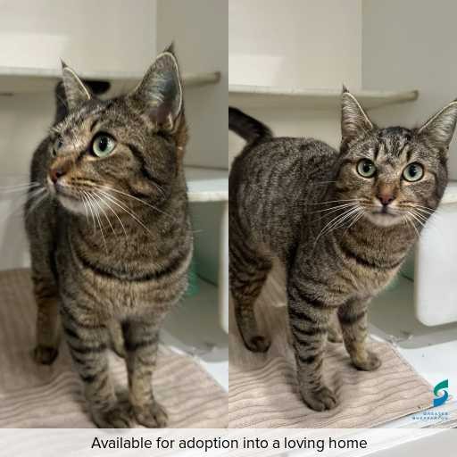 Photo of cat with ID of : C250647.