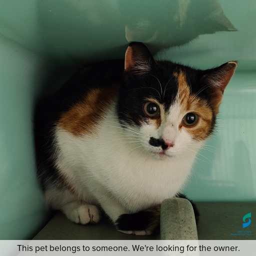 Photo of this cat.